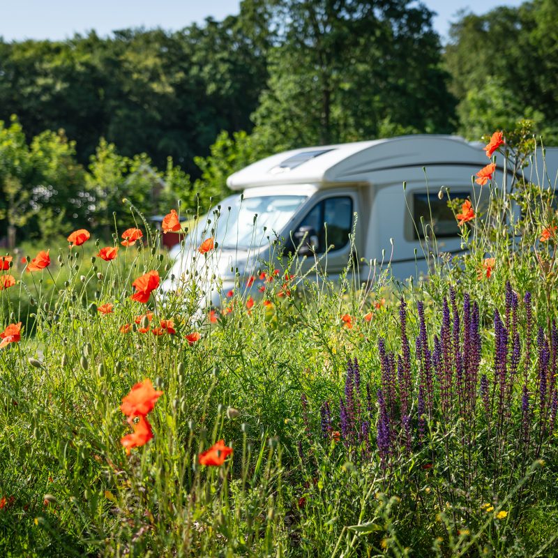 Kampeerterrein Woud - Noord-Holland - Open Camping Dag
