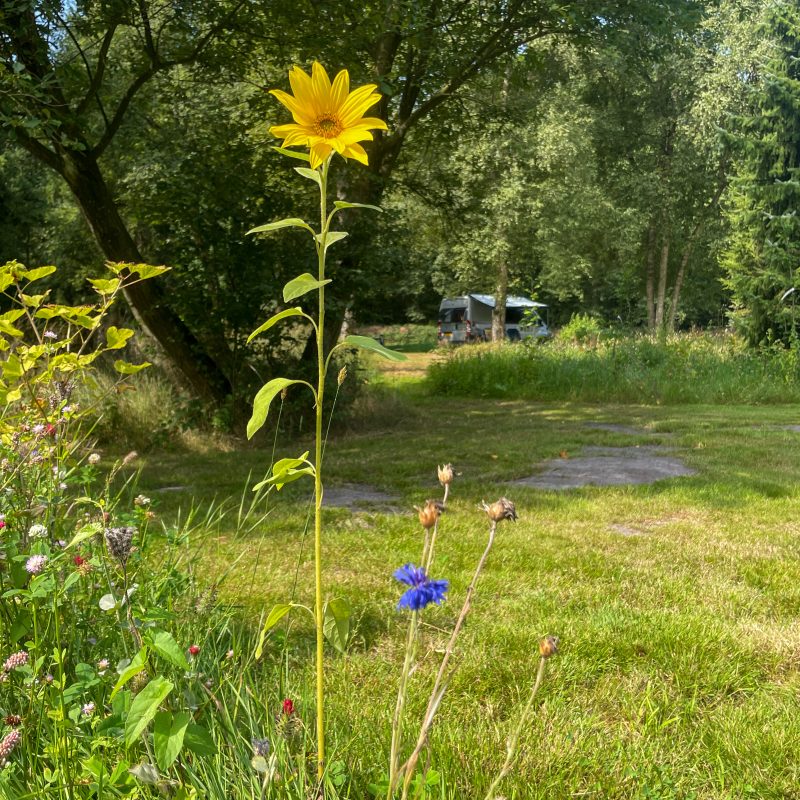 Minicamping & camperplaats Hygge Veen - Drenthe - Open Camping Dag