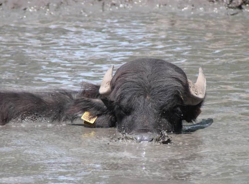 Landwinkel/camping de waterbuffelfarm