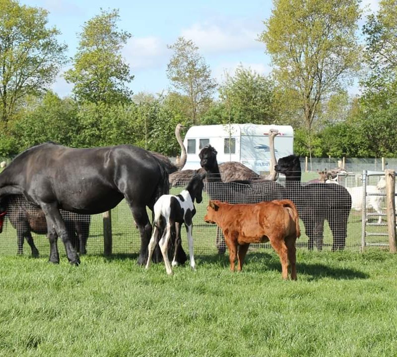 Landwinkel/camping de waterbuffelfarm - Overijssel - Open Camping Dag