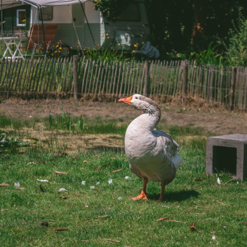 Boerenrustcamping de Kermisrose - Zeeland - Open Camping Dag